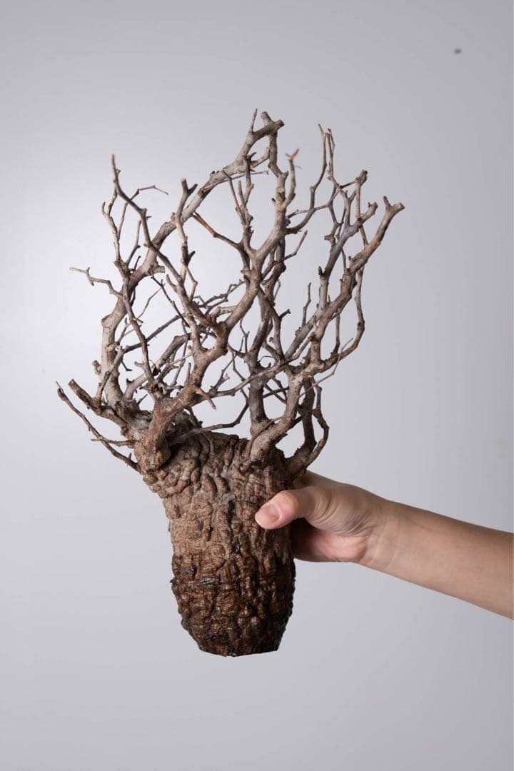 GP120 オペルクリカリア パキプス ベアルート株