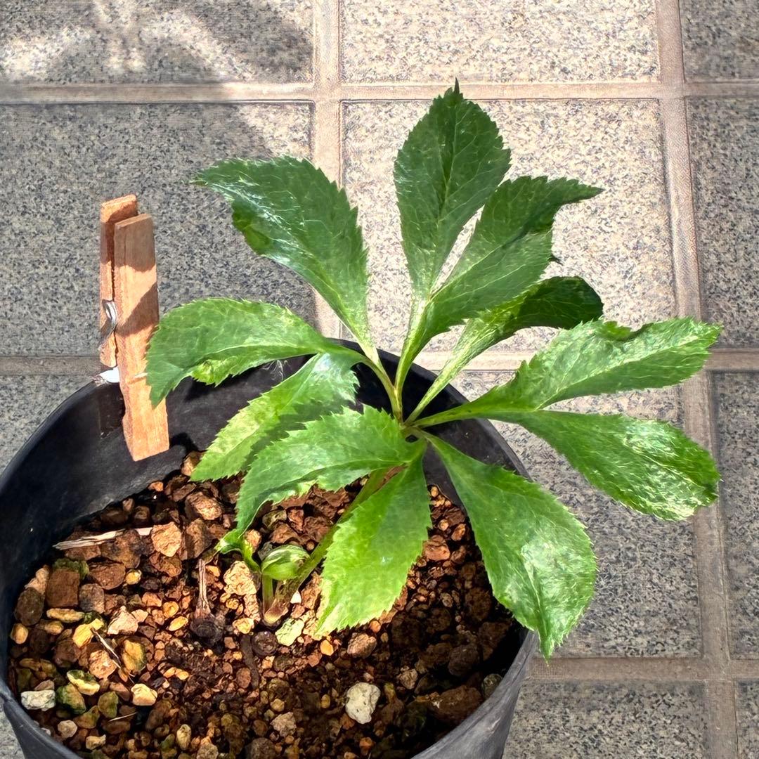 ヒ*イ様 ❤️開花株❤️根充実❤️893【ダーク　超多弁⭐️立体的球体⭐️】