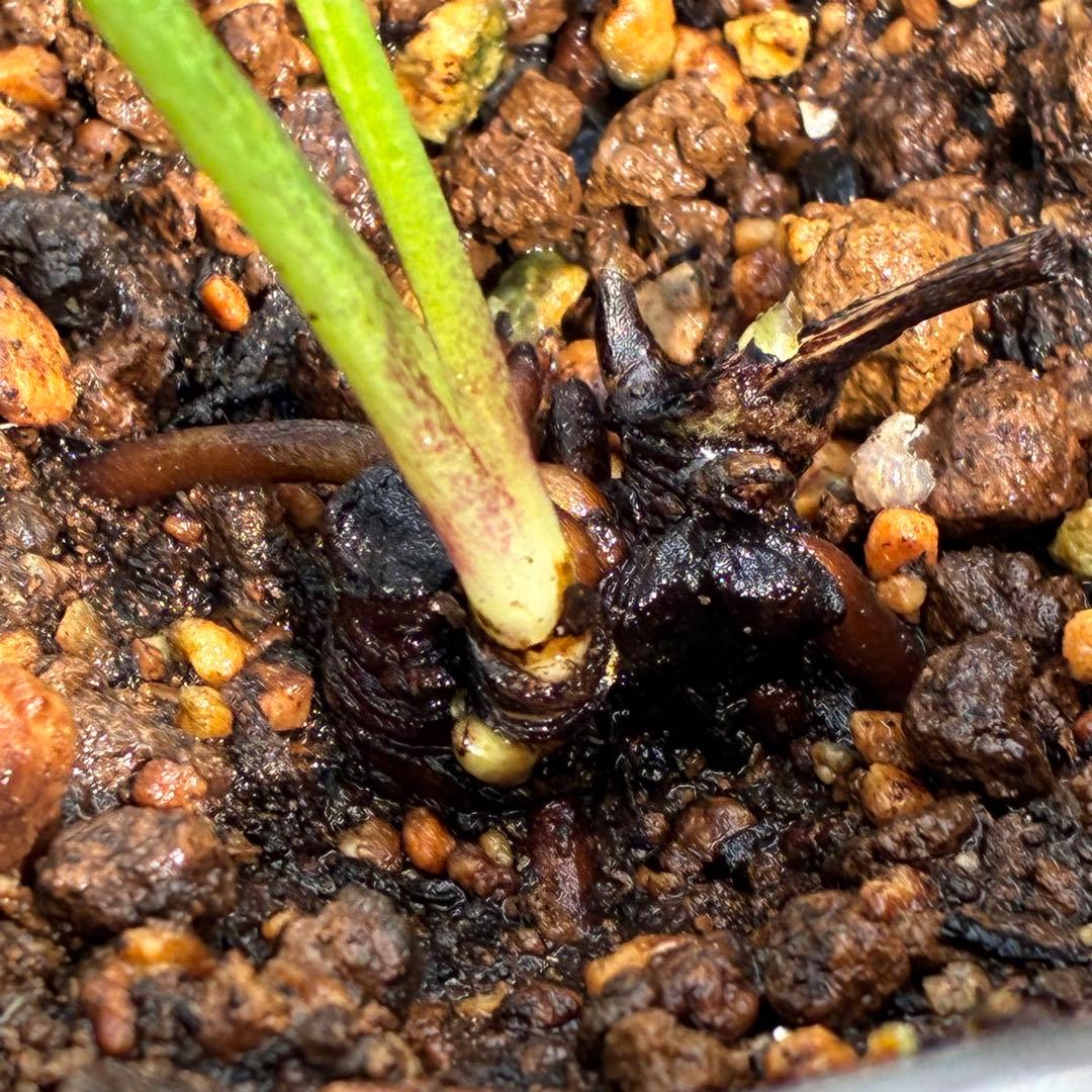 ヒ*イ様 ❤️開花株❤️根充実❤️893【ダーク　超多弁⭐️立体的球体⭐️】