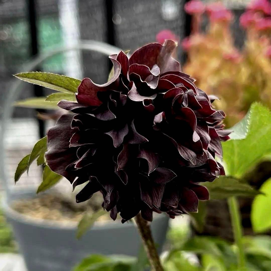 ヒ*イ様 ❤️開花株❤️根充実❤️893【ダーク　超多弁⭐️立体的球体⭐️】