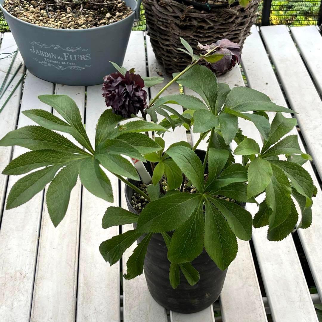 ヒ*イ様 ❤️開花株❤️根充実❤️893【ダーク　超多弁⭐️立体的球体⭐️】