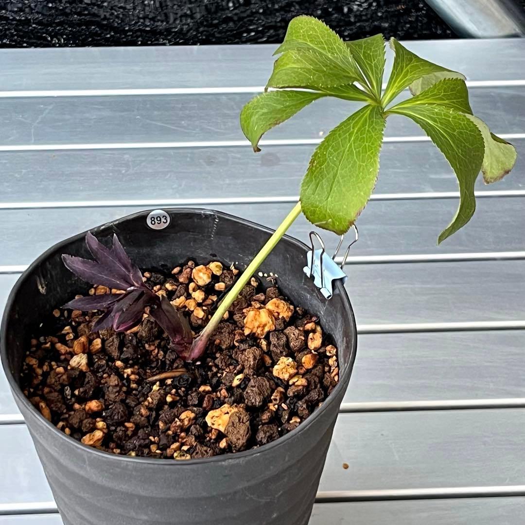 ヒ*イ様 ❤️開花株❤️根充実❤️893【ダーク　超多弁⭐️立体的球体⭐️】