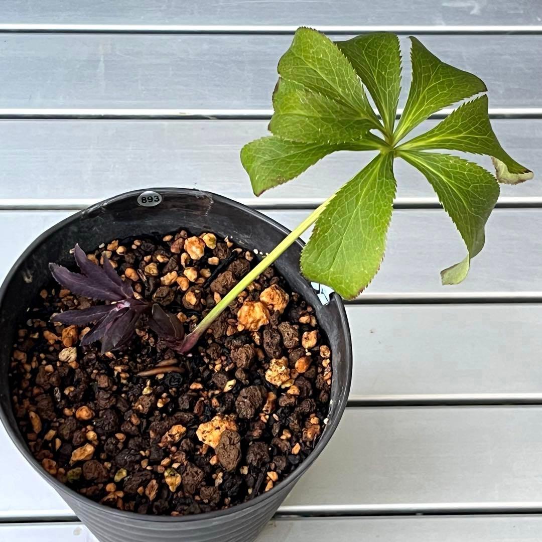 ヒ*イ様 ❤️開花株❤️根充実❤️893【ダーク　超多弁⭐️立体的球体⭐️】