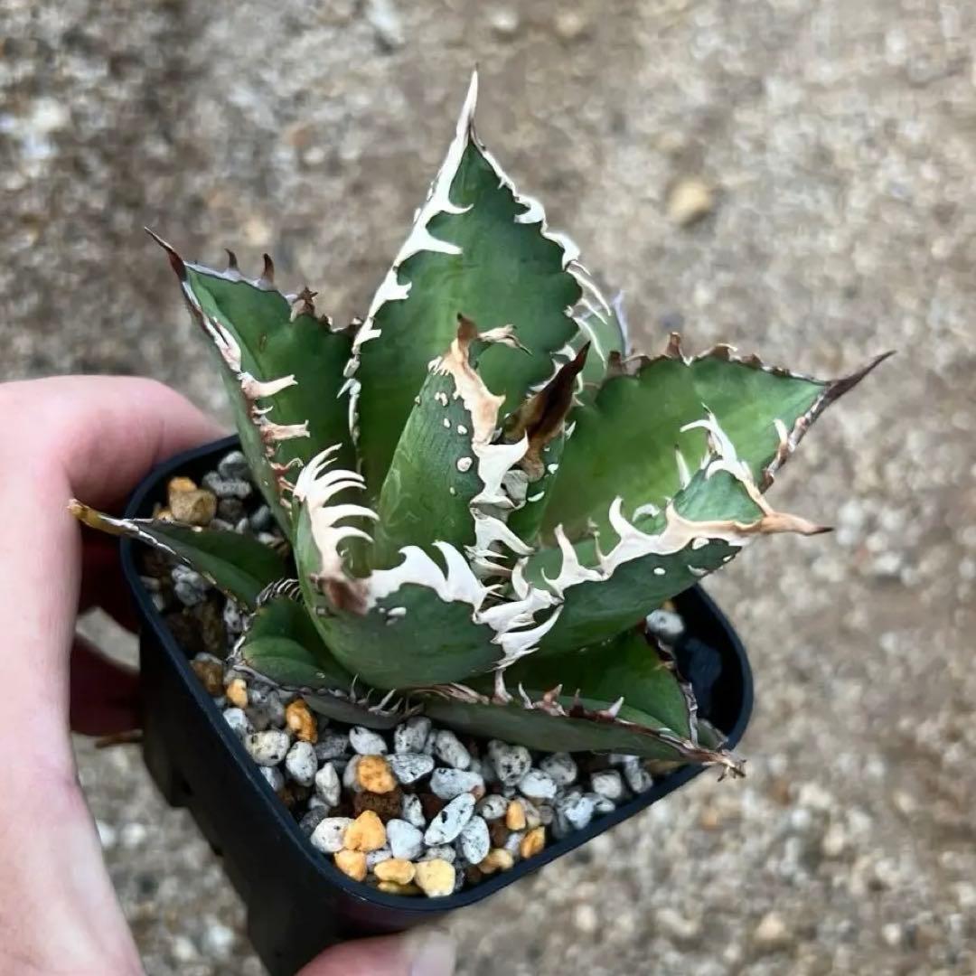 Spring Sale】アガベ レッドキャットウィーズル ゴリ猫裏棘ブツブツ