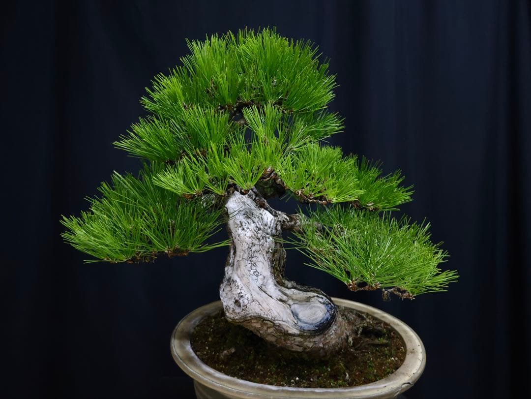 黒松　サバ幹　大品盆栽　古木