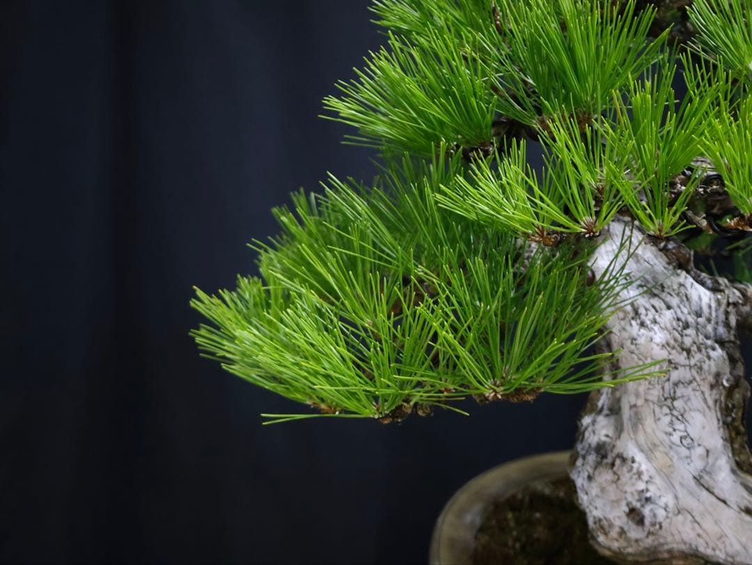 黒松　サバ幹　大品盆栽　古木