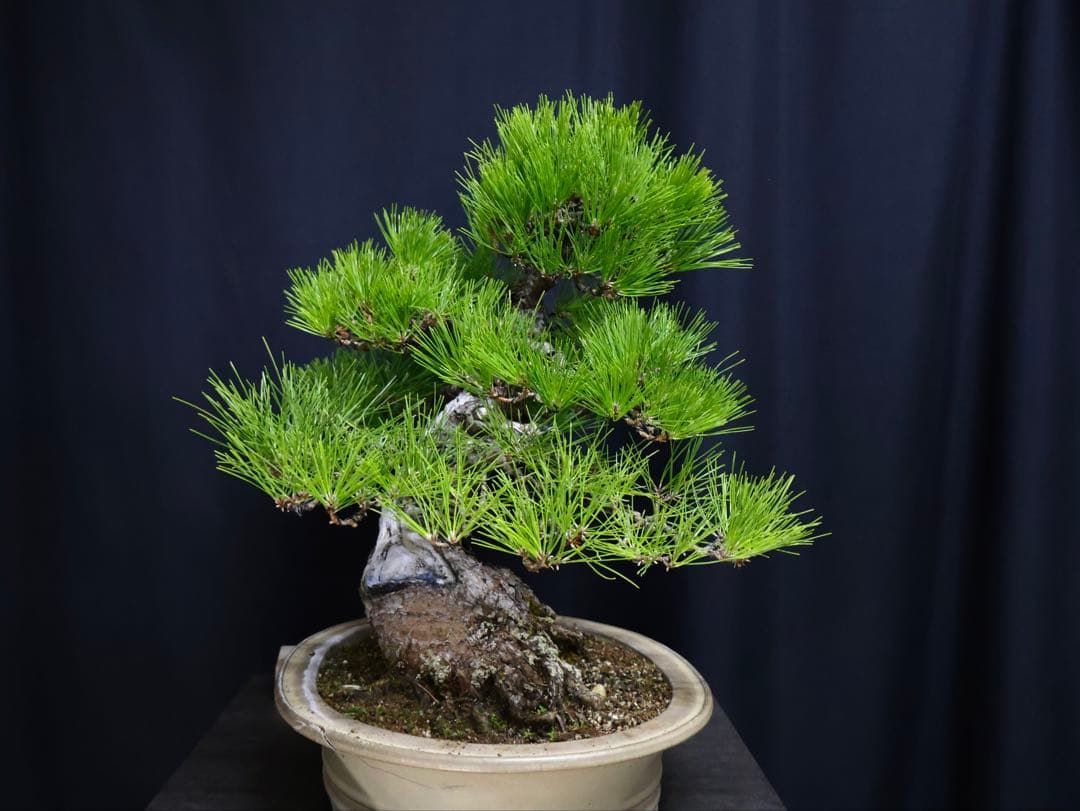 黒松　サバ幹　大品盆栽　古木