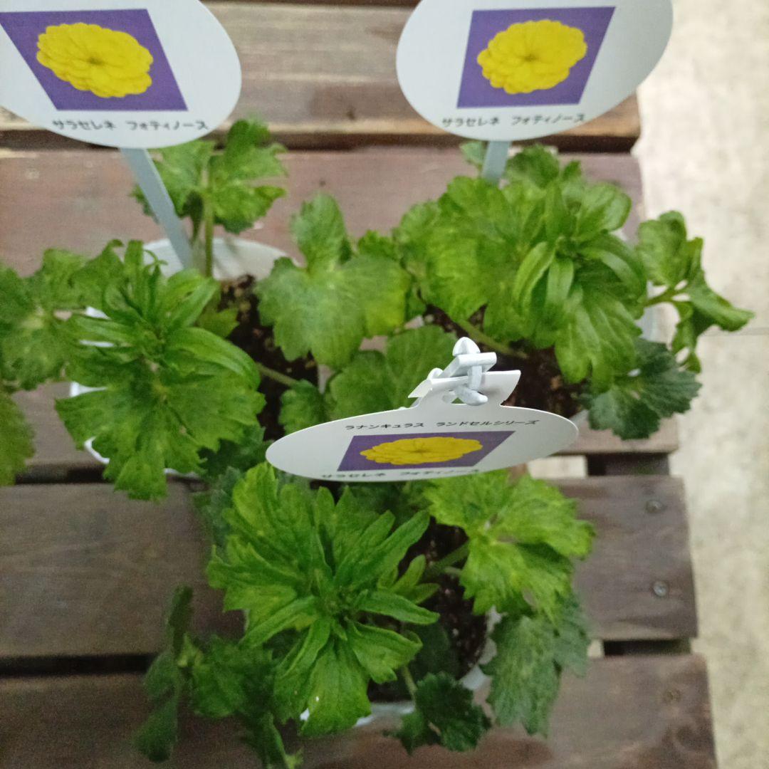 希少種ラナンキュラス 新品種 サラセレネ フォティノース 3.5号苗 3鉢