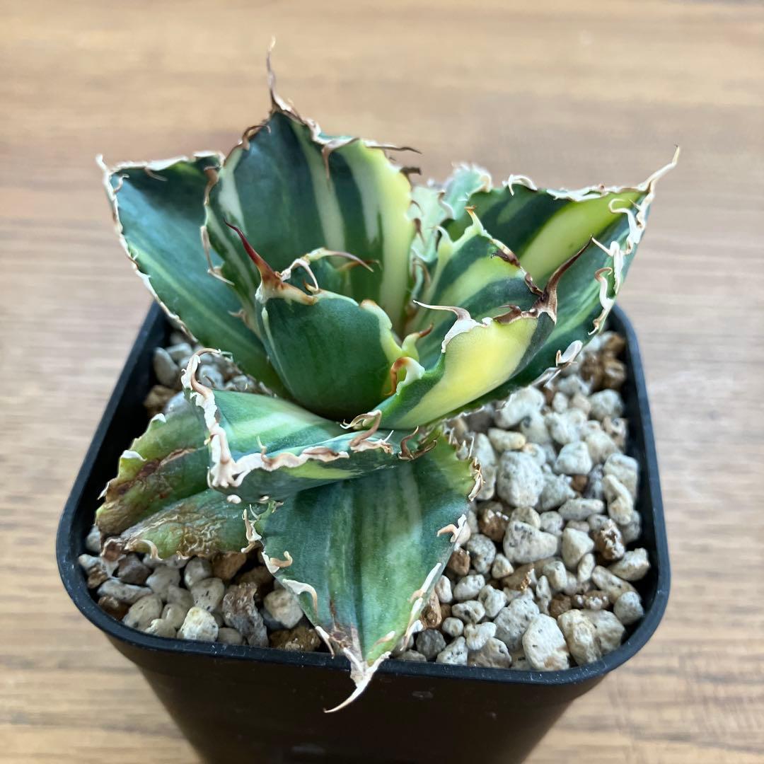 【鉢ごと発送】特大　美株　縞斑　アガべ　チタノタ　白鯨錦　TC