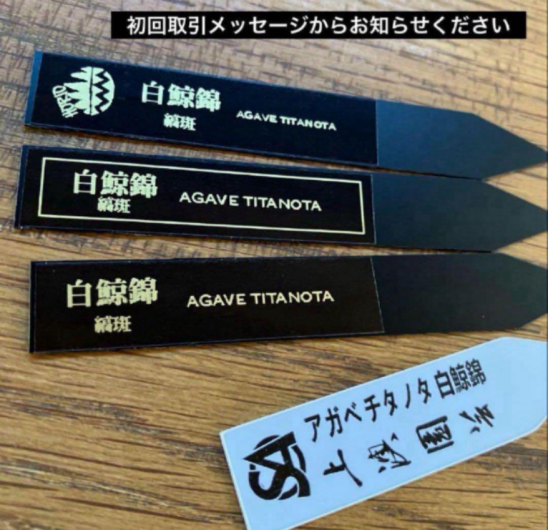 【鉢ごと発送】特大　美株　縞斑　アガべ　チタノタ　白鯨錦　TC