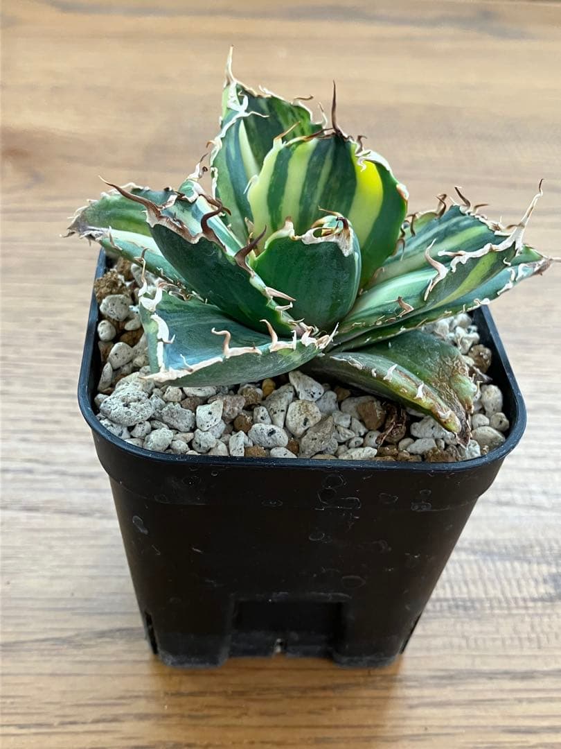 【鉢ごと発送】特大　美株　縞斑　アガべ　チタノタ　白鯨錦　TC