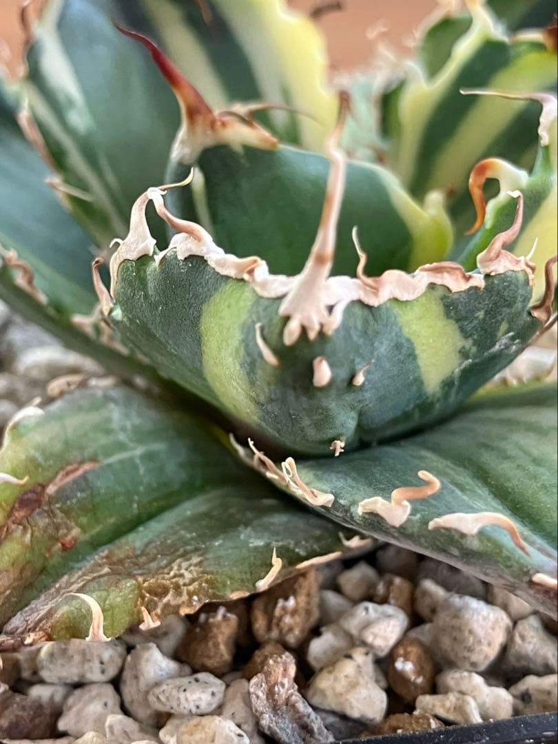 【鉢ごと発送】特大　美株　縞斑　アガべ　チタノタ　白鯨錦　TC