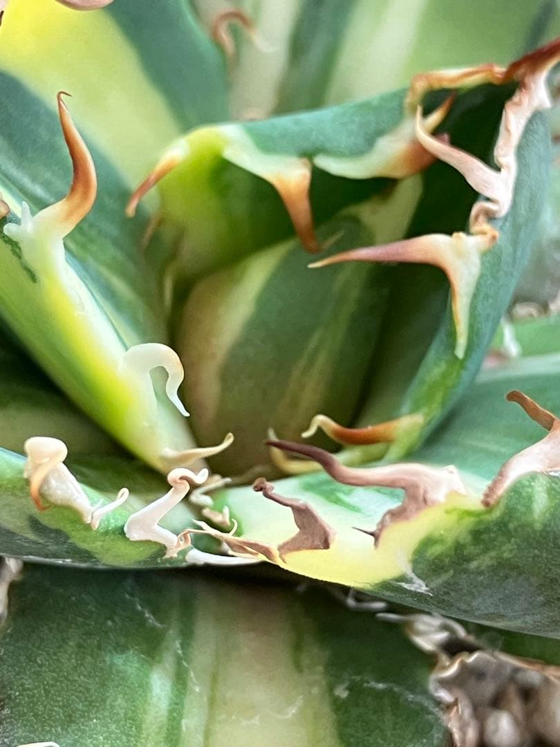 【鉢ごと発送】特大　美株　縞斑　アガべ　チタノタ　白鯨錦　TC