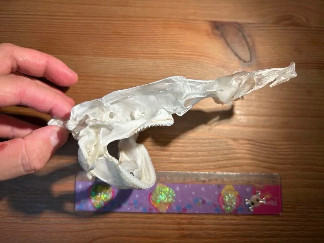 サガミザメの頭骨標本(サメ骨格)