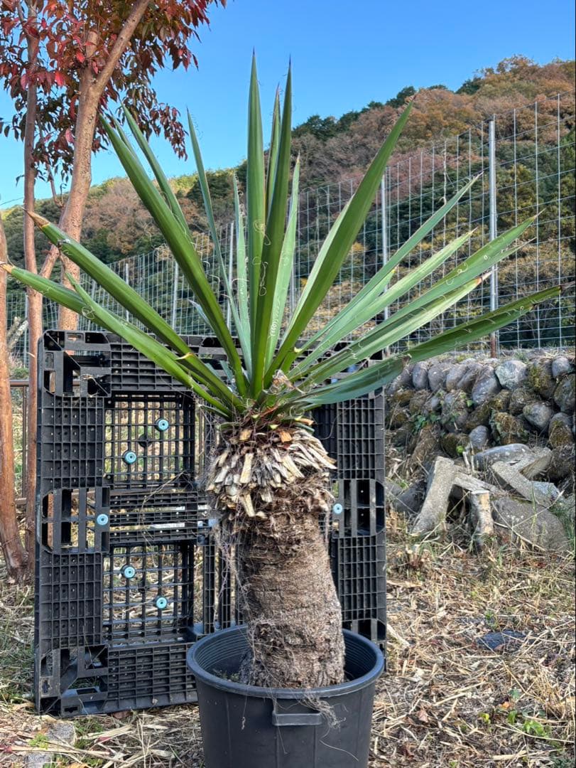 幹太【ユッカ ファクソニアーナ】発根済　ロストラータ、カルネロサーナ好きに