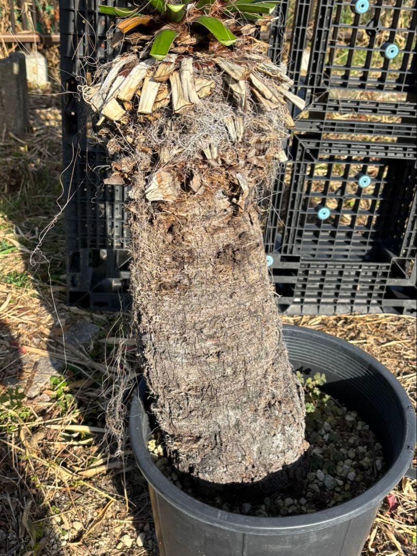 幹太【ユッカ ファクソニアーナ】発根済　ロストラータ、カルネロサーナ好きに