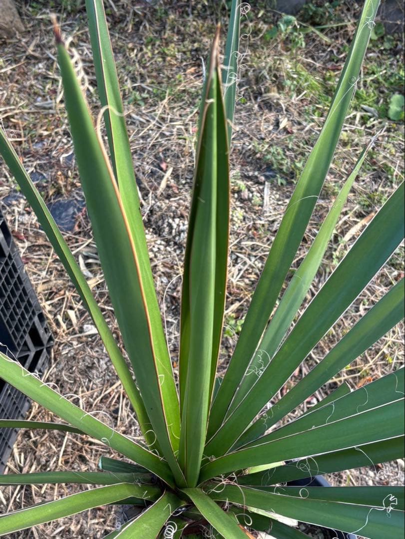 幹太【ユッカ ファクソニアーナ】発根済　ロストラータ、カルネロサーナ好きに