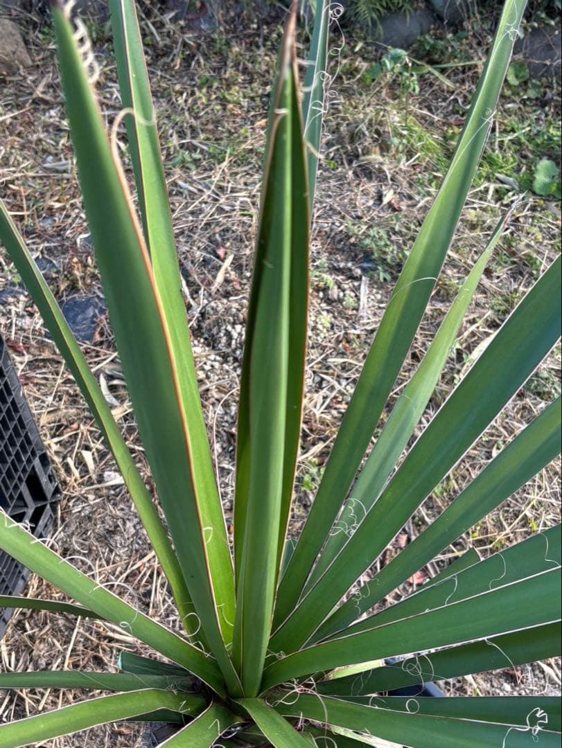 幹太【ユッカ ファクソニアーナ】発根済　ロストラータ、カルネロサーナ好きに