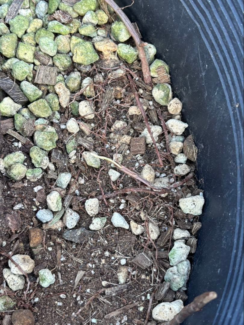 幹太【ユッカ ファクソニアーナ】発根済　ロストラータ、カルネロサーナ好きに