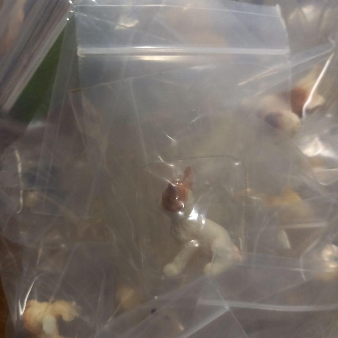 ★カバヤ☆子犬物語2☆フィギュア★49点セット★ダブリオマケ♪