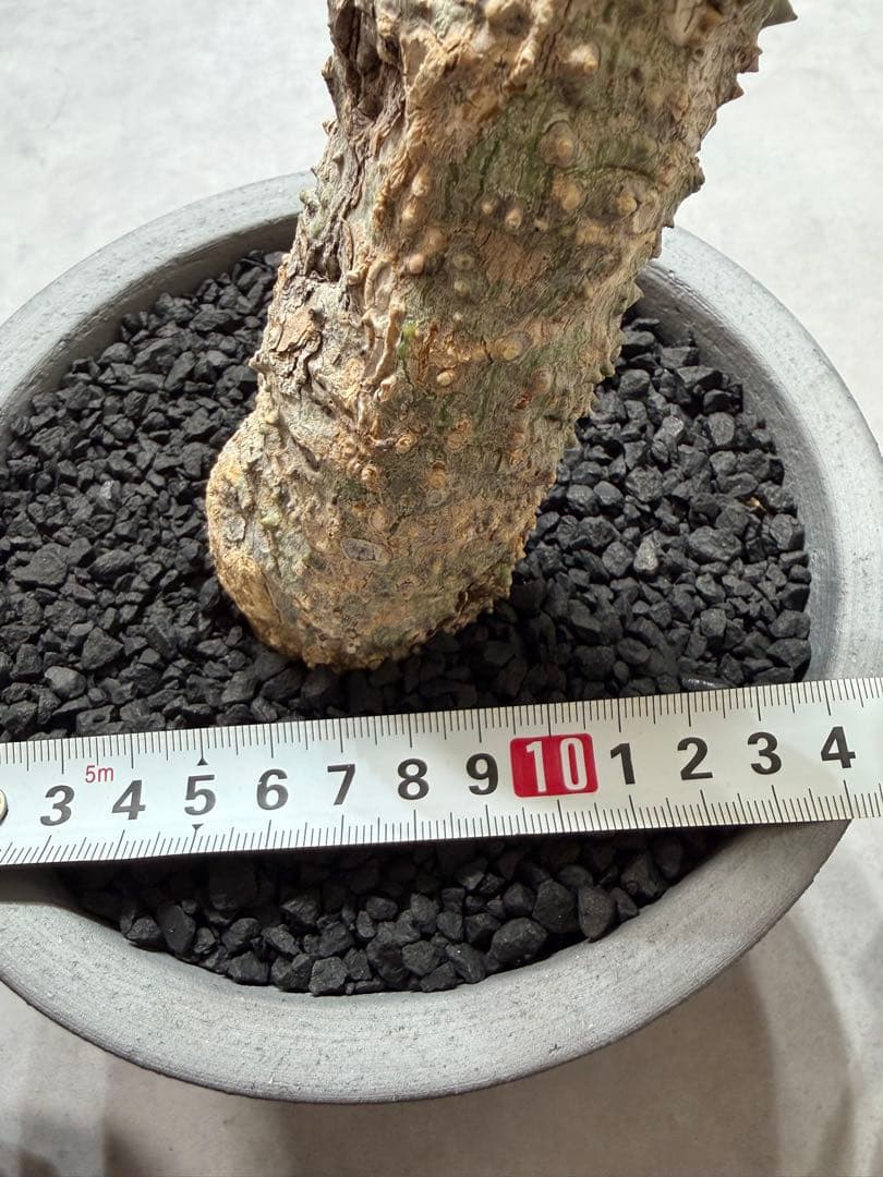 アデニア アクレアータ adenia aculeata 現地球 発根済