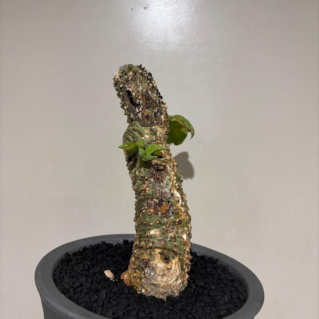 アデニア アクレアータ adenia aculeata 現地球 発根済