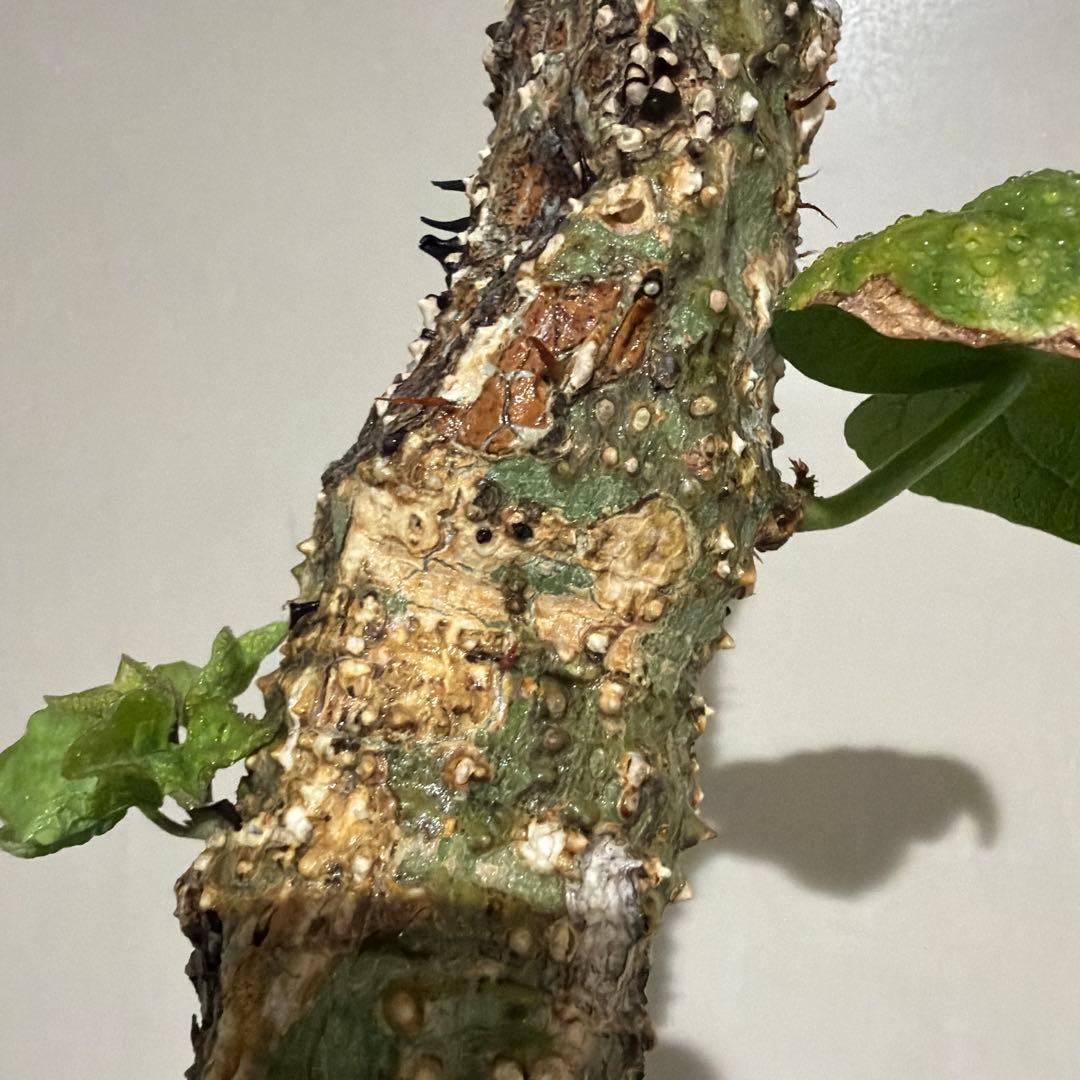 アデニア アクレアータ adenia aculeata 現地球 発根済