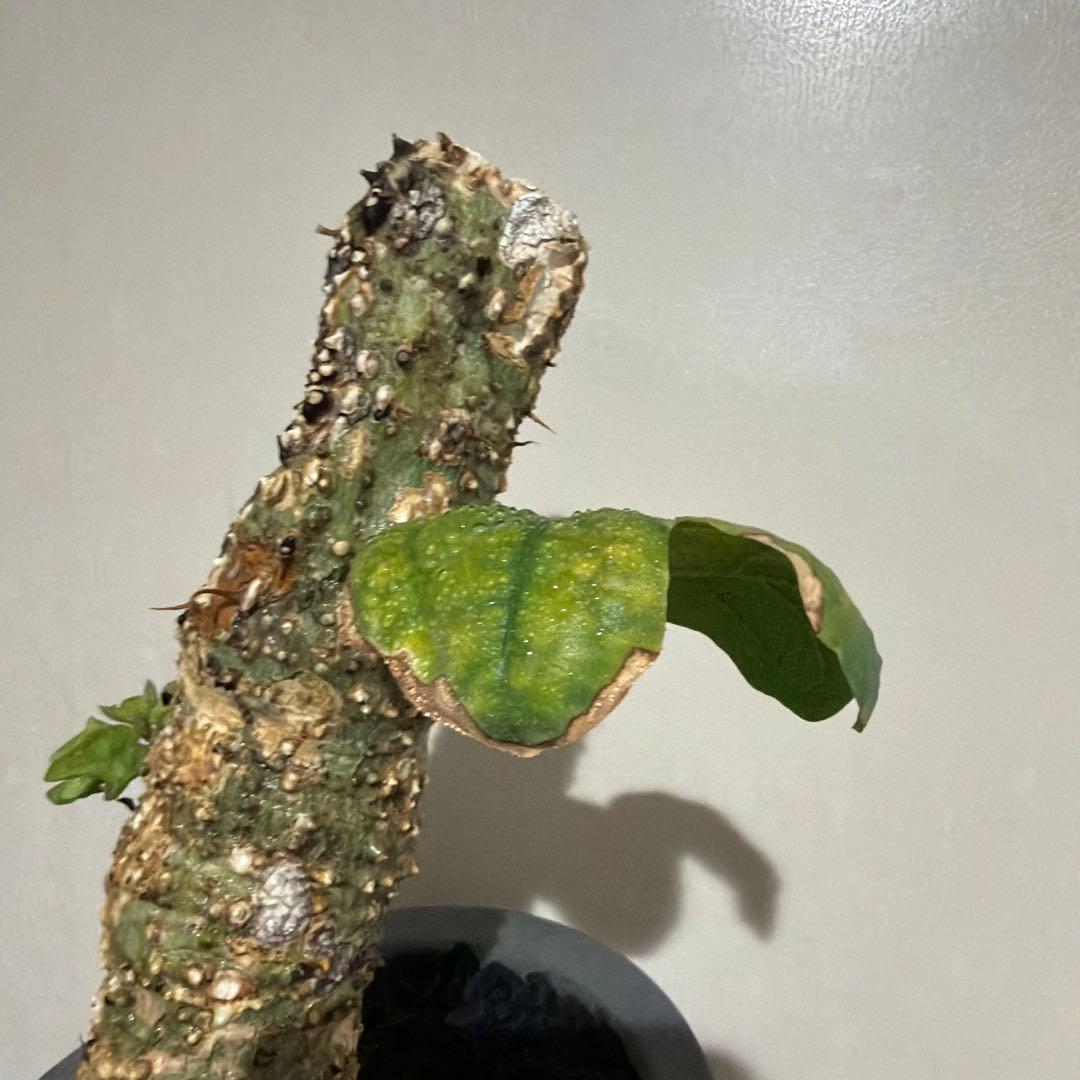 アデニア アクレアータ adenia aculeata 現地球 発根済