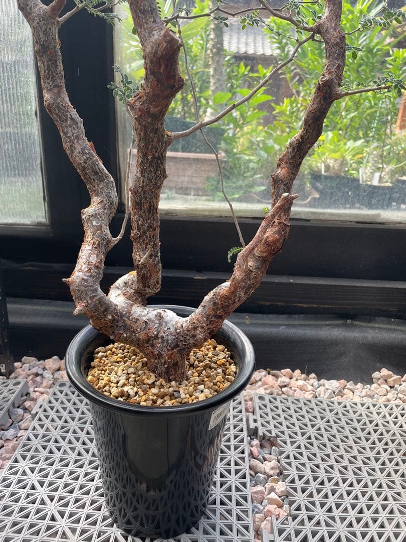 コミフォラ モンストローサ Commiphora Monstruosa