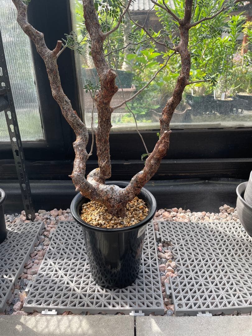 コミフォラ モンストローサ Commiphora Monstruosa