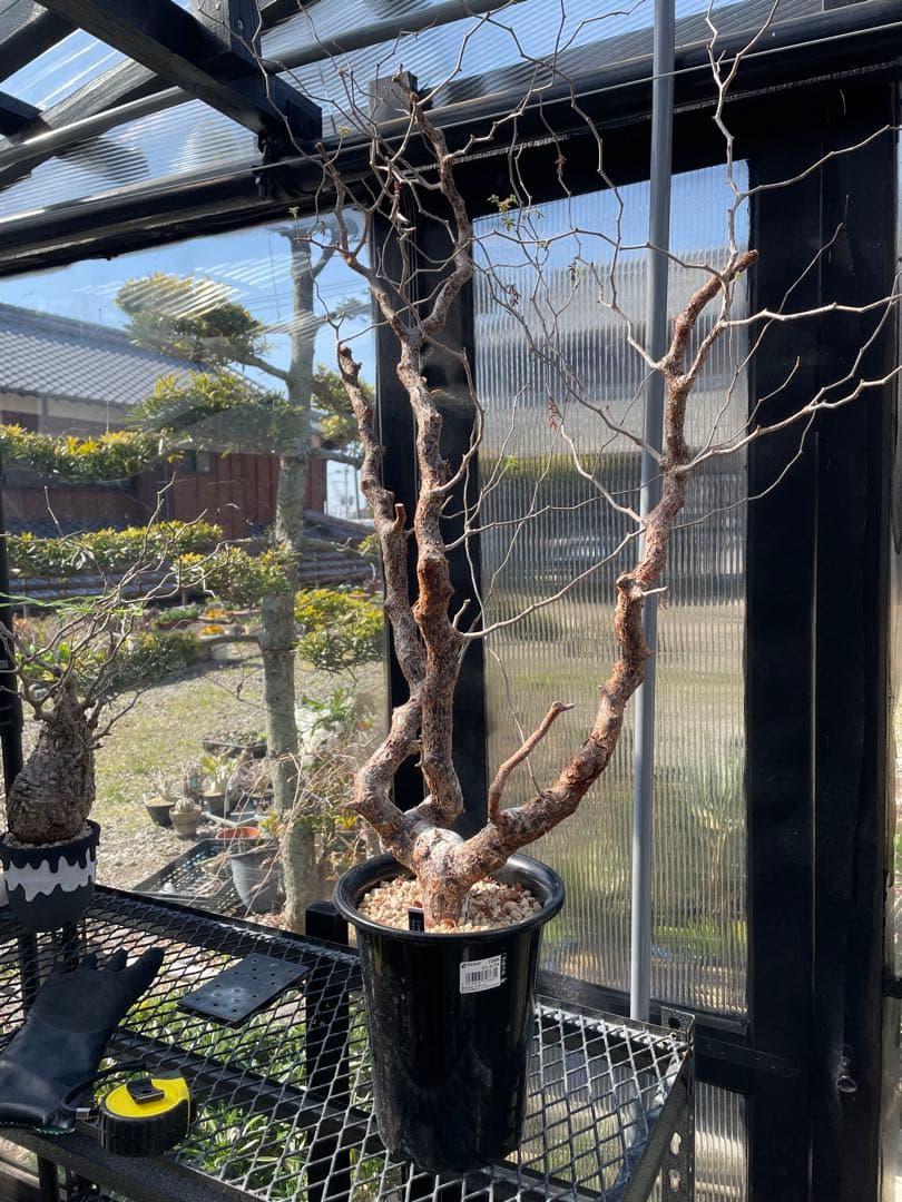 コミフォラ モンストローサ Commiphora Monstruosa