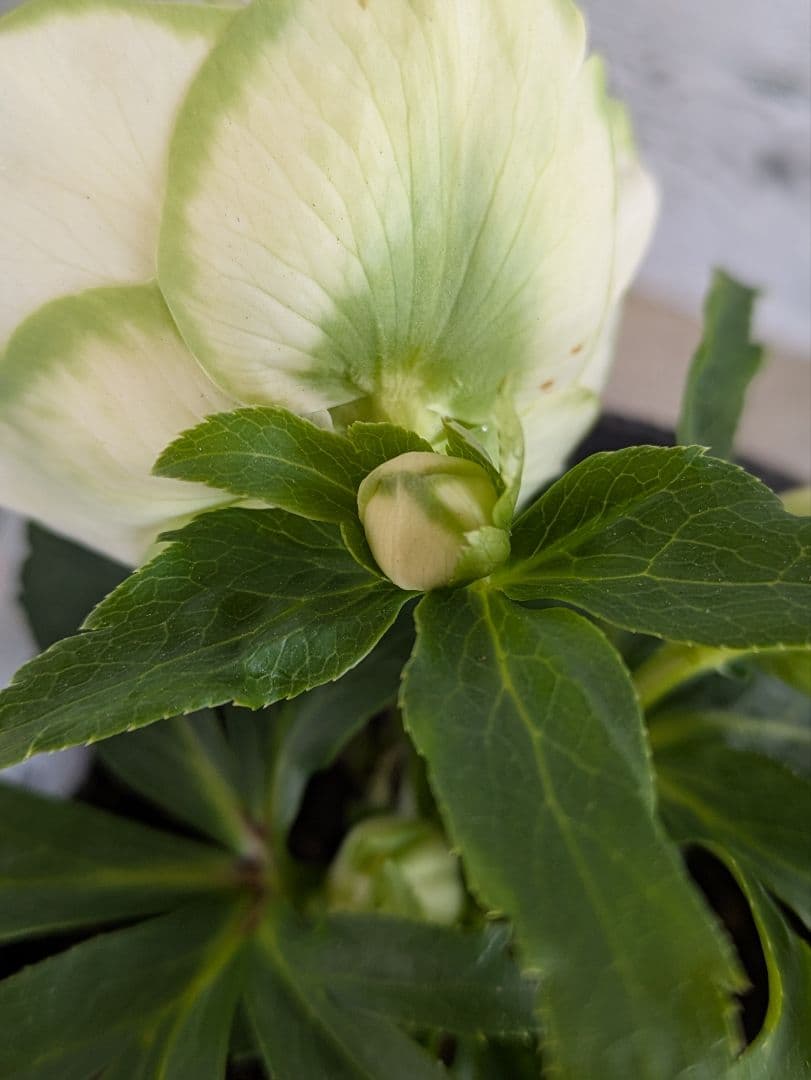 【現品・ポットまま発送】超希少　曽田園芸クリスマスローズ 利休④