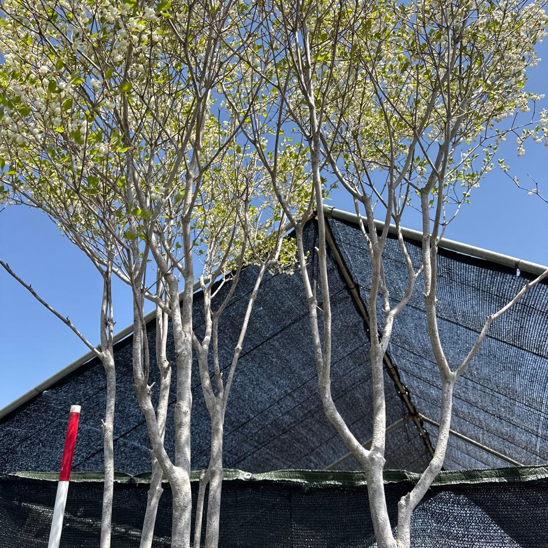 《お引き取り/本州配送可》特大極上株/ドウダンツツジ【現品限り】2