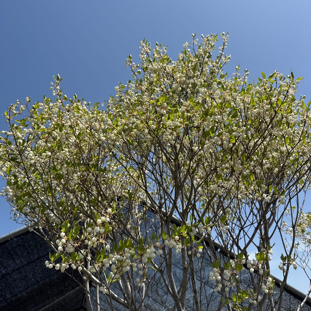 《お引き取り/本州配送可》特大極上株/ドウダンツツジ【現品限り】2