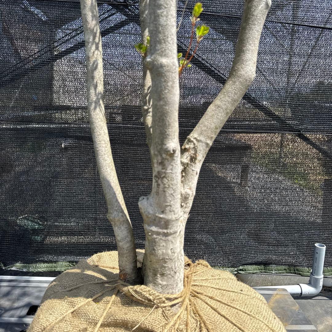 《お引き取り/本州配送可》特大極上株/ドウダンツツジ【現品限り】2