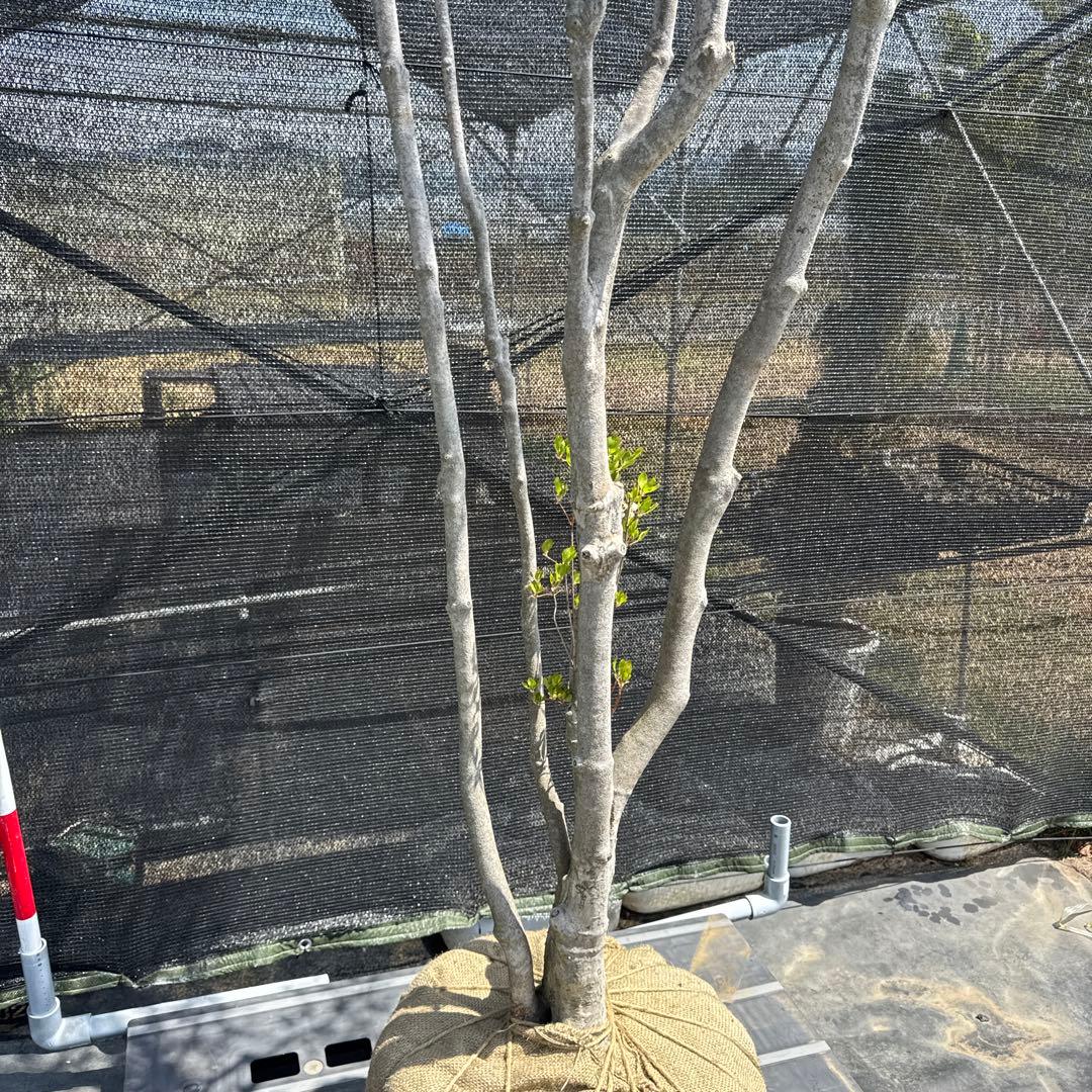 《お引き取り/本州配送可》特大極上株/ドウダンツツジ【現品限り】2