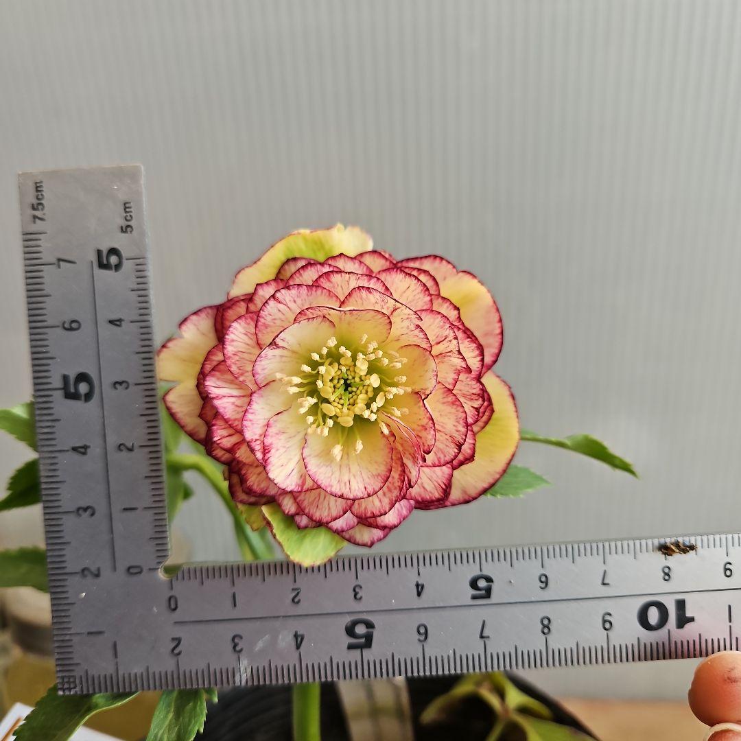 ㉖-383クリスマスローズ