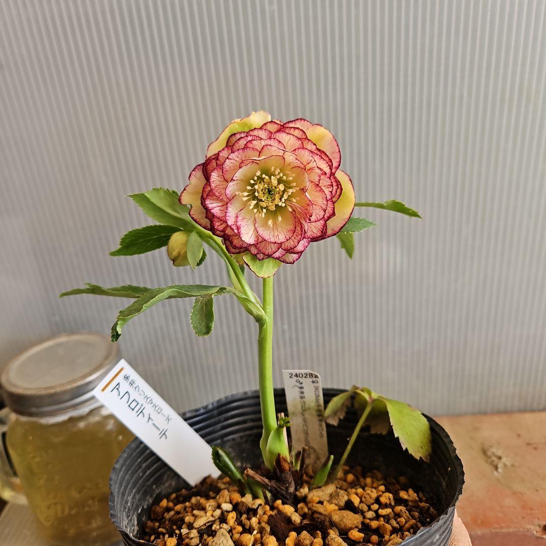 ㉖-383クリスマスローズ