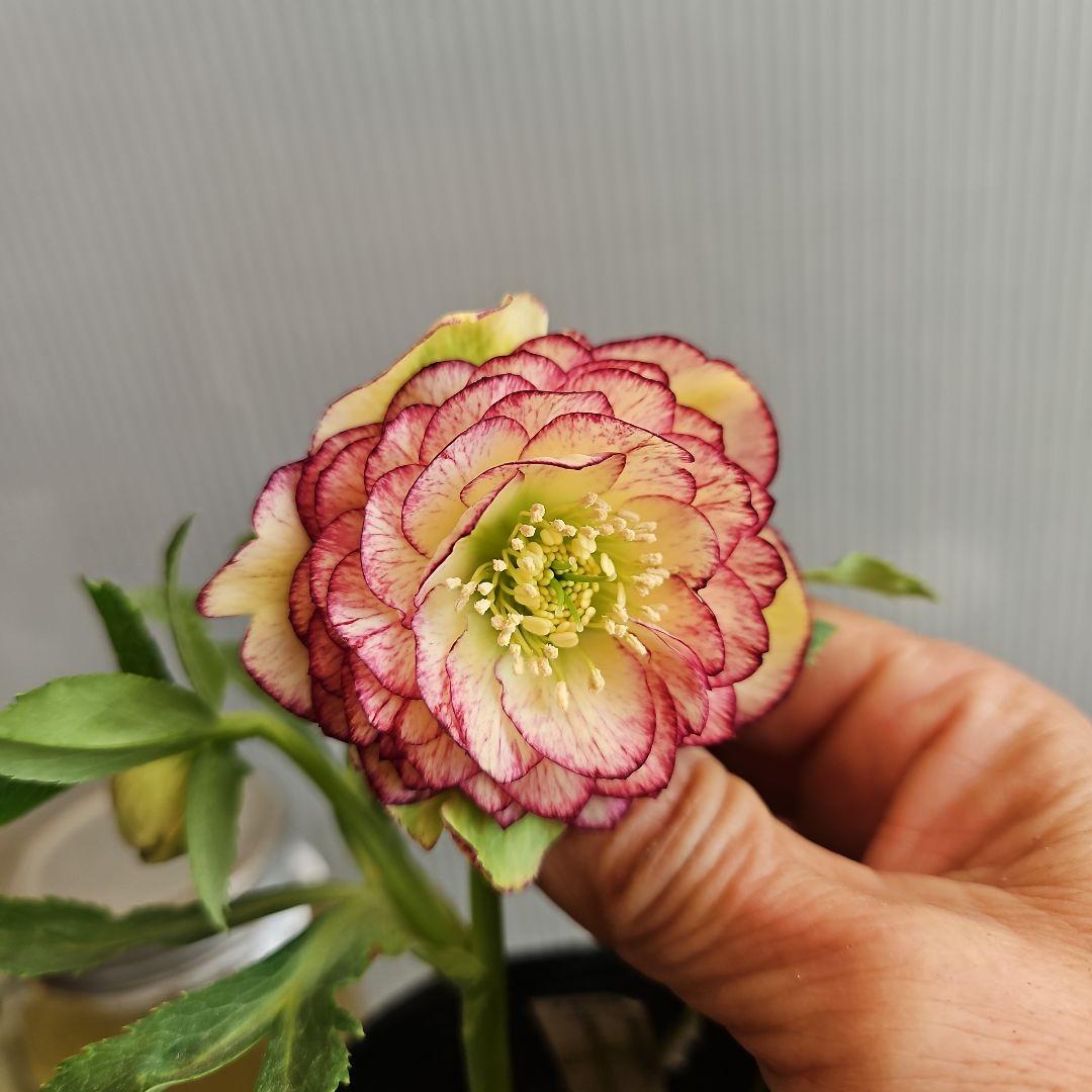 ㉖-383クリスマスローズ