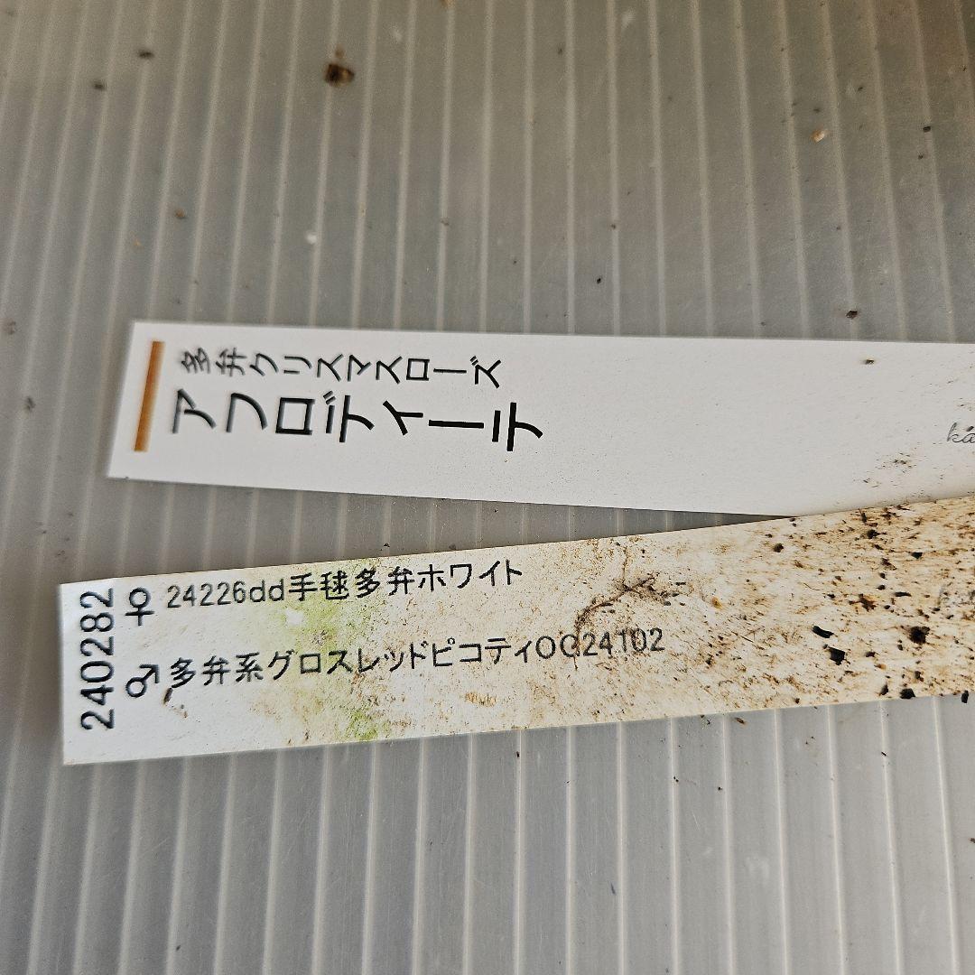 ㉖-383クリスマスローズ