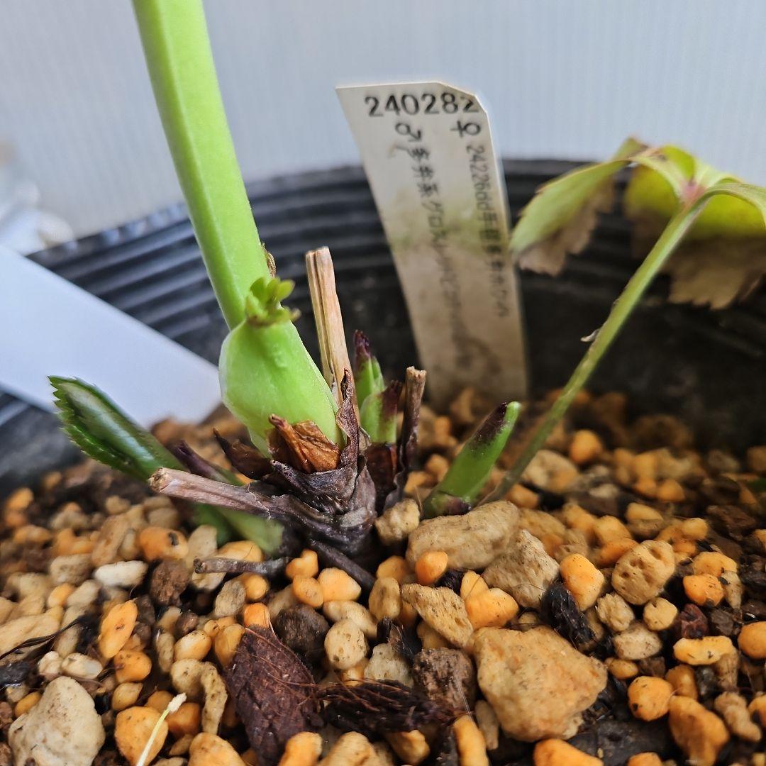 ㉖-383クリスマスローズ