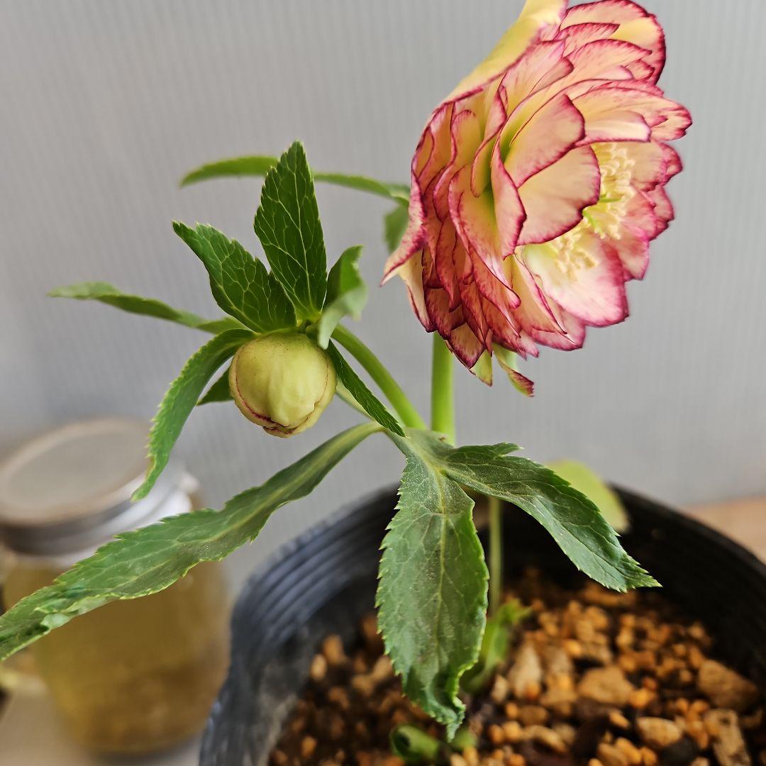 ㉖-383クリスマスローズ