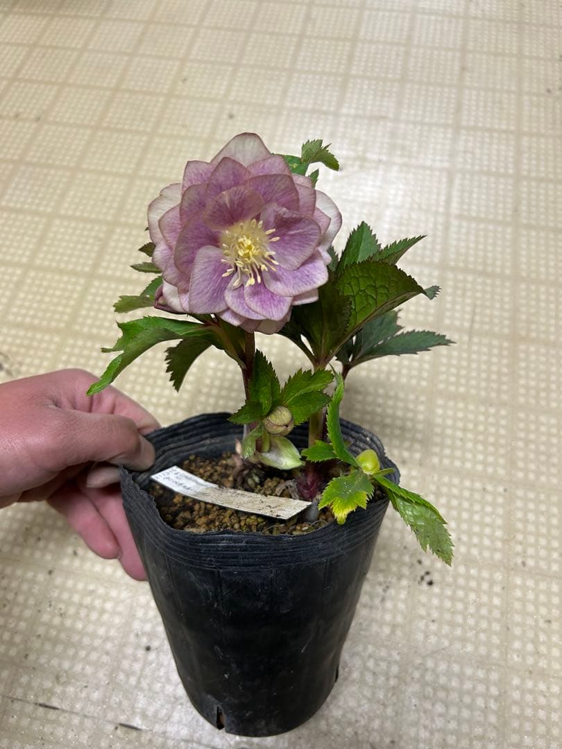 イルミリオン交配 加藤農園クリスマスローズ同梱可能 - メルカリ