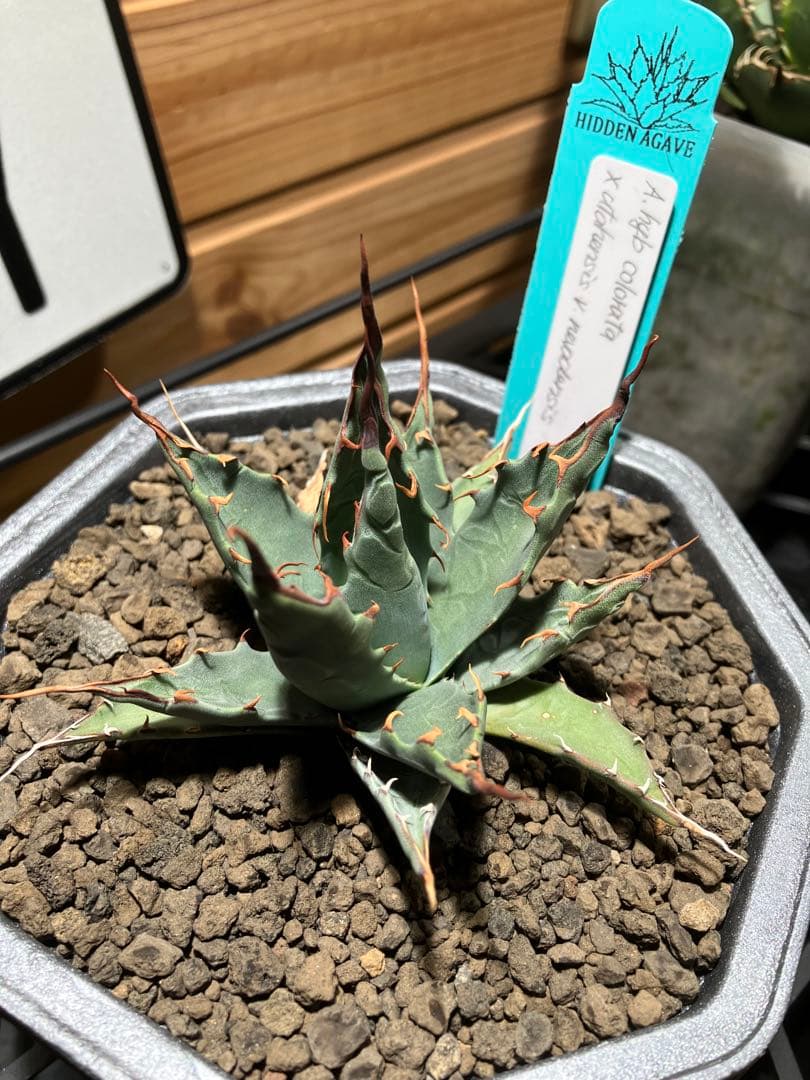 ハイブリッド　アガベ　ネバデンシス✖️コロラータ ネバコロ