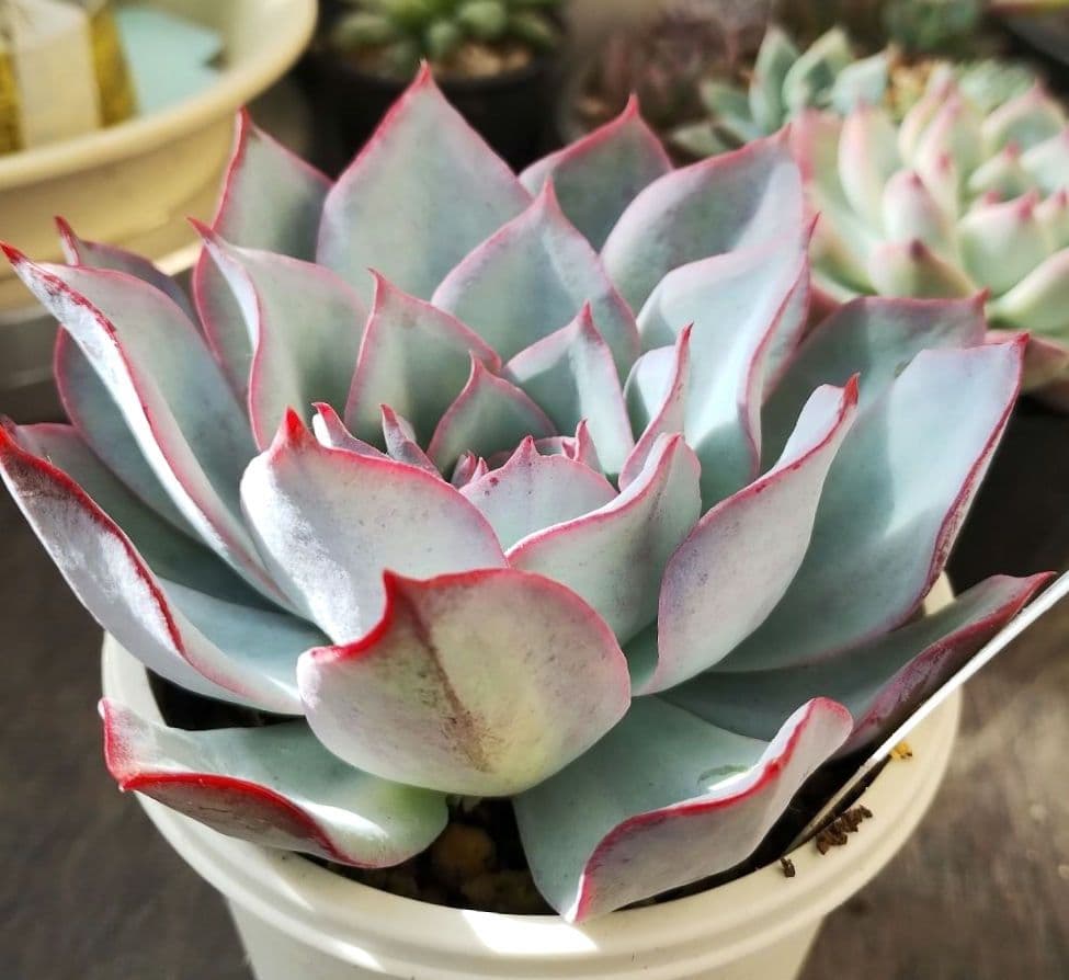 多肉172　青典牡丹　札付き　オーズプランツ苗　ポットごとメルカリ便