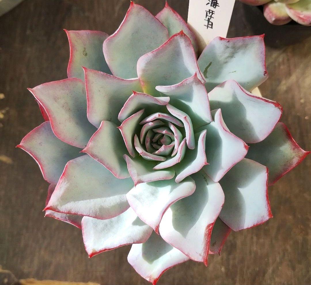 多肉172　青典牡丹　札付き　オーズプランツ苗　ポットごとメルカリ便