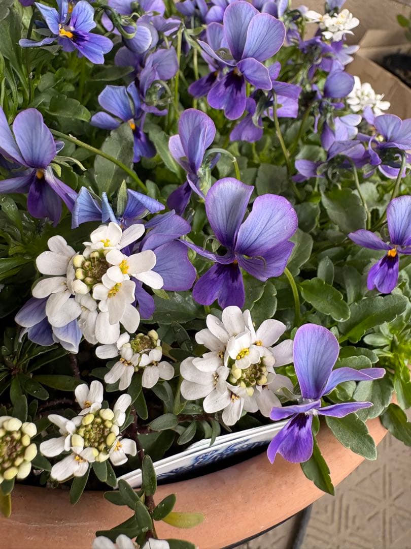 ブルージャスミンのおしゃれな鉢植え大型・スタンド付☆ LAURA ASHLEY