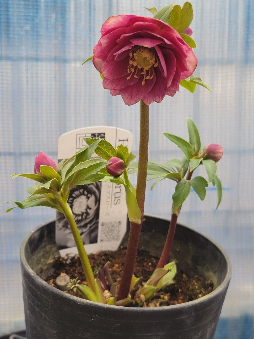 アンティークレッド白抜けダブル　クリスマスローズ　広瀬園芸　ソレイユ系