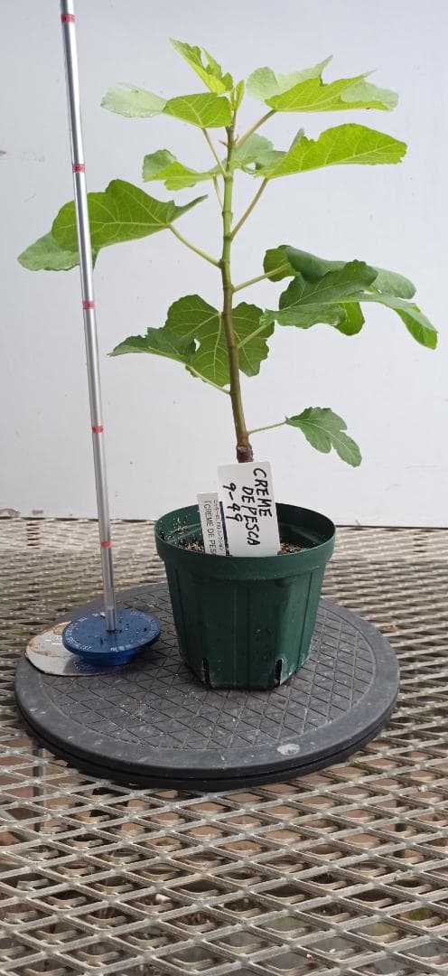 イチジク苗木 「 CREME DE PESCA 」9-49 - メルカリ