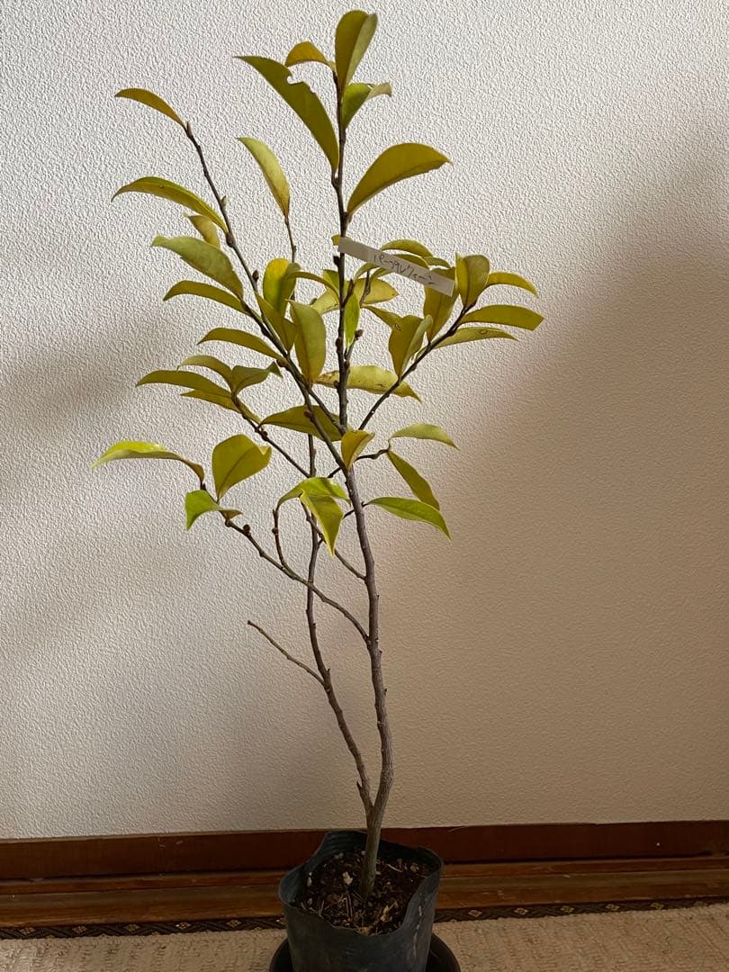 ✴️カラタネオガタマ ・ パープルクイーン ✴️とても珍しい濃紫色花 ✴️バナナの香り